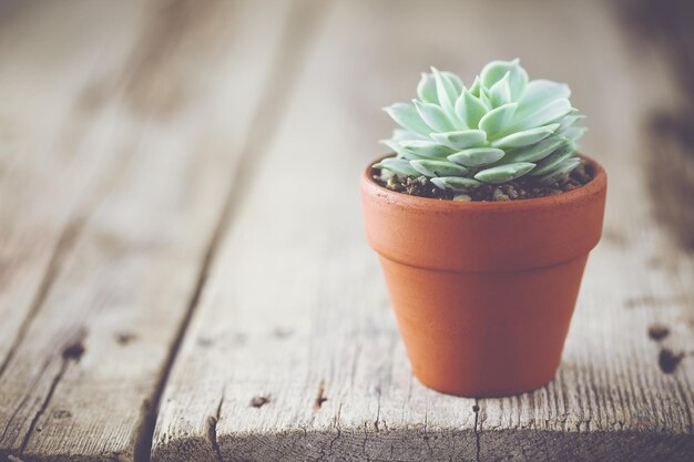 Echeveria in bloempot en kopieer ruimte voor textxA