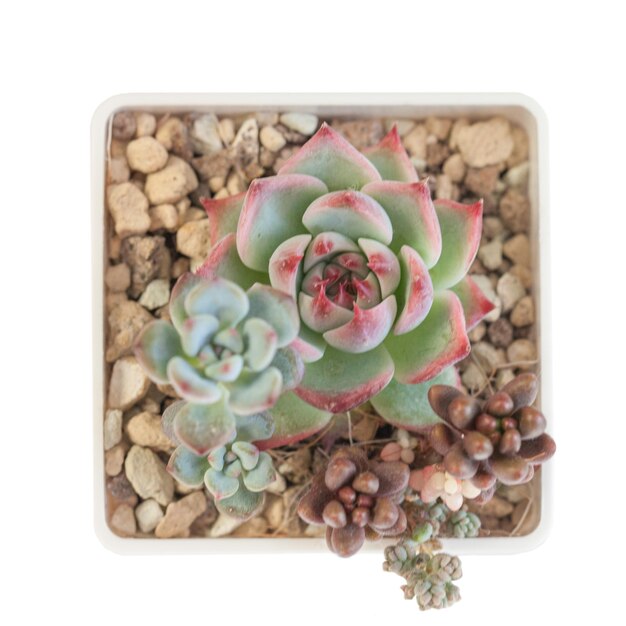 Echeveria peacockii сочные комнатные растения в белом горшке на белом фоне