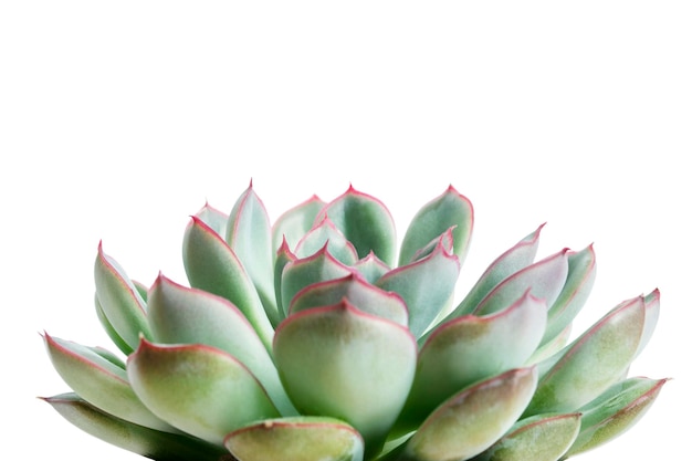 Echeveria plant geïsoleerd