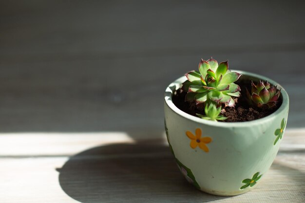 Echeveria in a pot in bright light with shadows A house plant a green home a succulent is a symbol of harmony Copy space Care of indoor plants