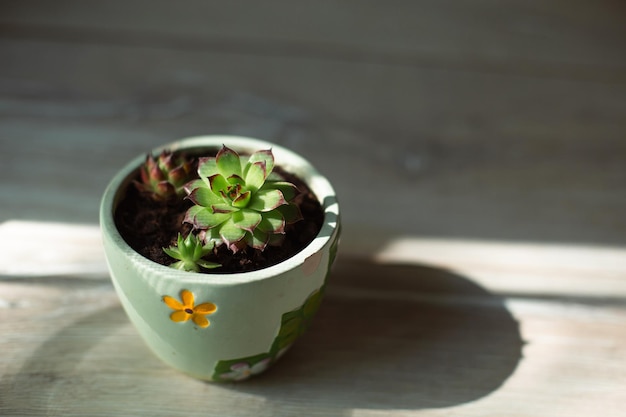 Echeveria in a pot in bright light with shadows A house plant a green home a succulent is a symbol of harmony Copy space Care of indoor plants