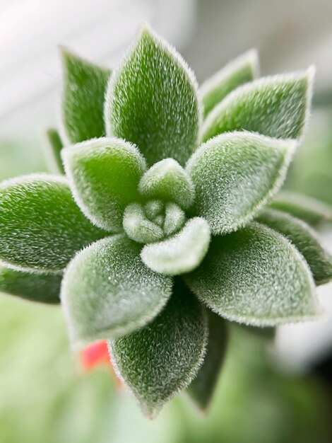 Echeveria setosa huis succulent close-up