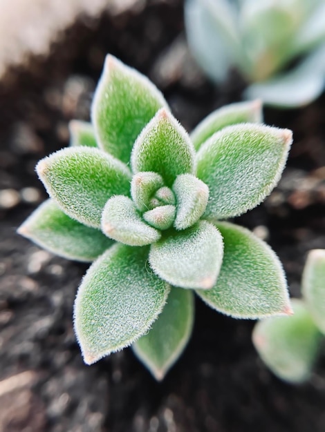 Foto echeveria setosa huis succulent close-up