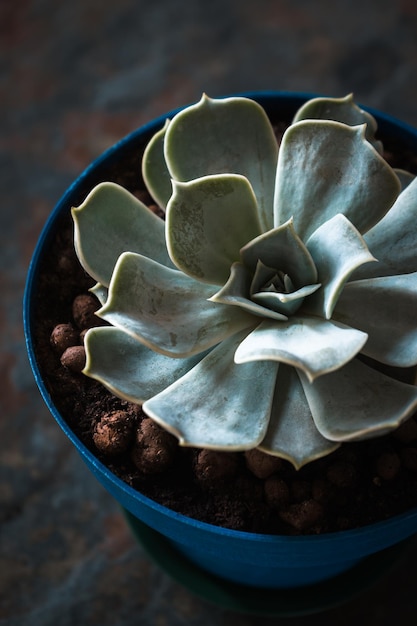 Echeveria succulent in a blue pot on a slate side view