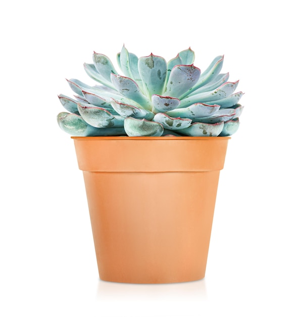 Echeveria succulent in een pot op een witte geïsoleerde achtergrond