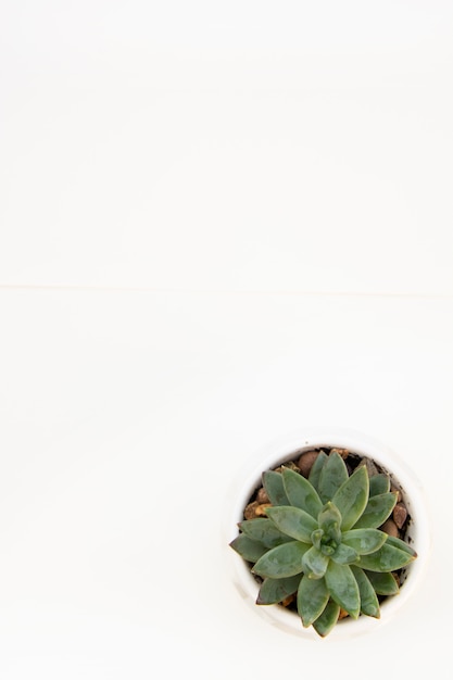 Echeveria succulent plant isolated on white desk background. Work table.