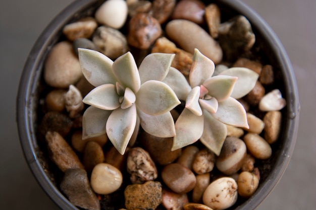 エケベリア、鍋に多肉植物。珍しい多肉植物の室内装飾植物