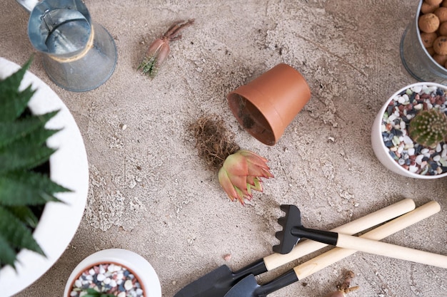 Echeveria succulent plant with roots ready for transplanting