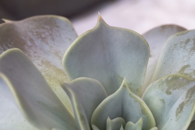 Echeveria succulent plant