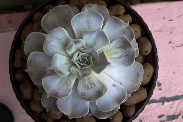 Photo echeveria succulent plant