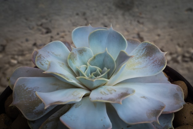 Echeveria succulent plant