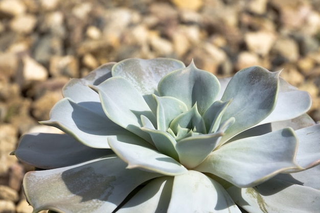 Echeveria succulent plant