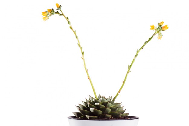 Echeveria succulents in a white pot on a white isolated