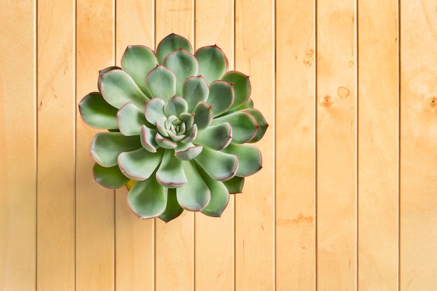 Echeveria on wooden background