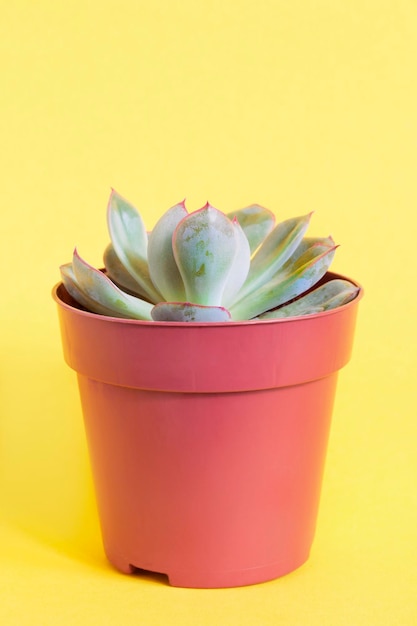 Echeveria on yellow background