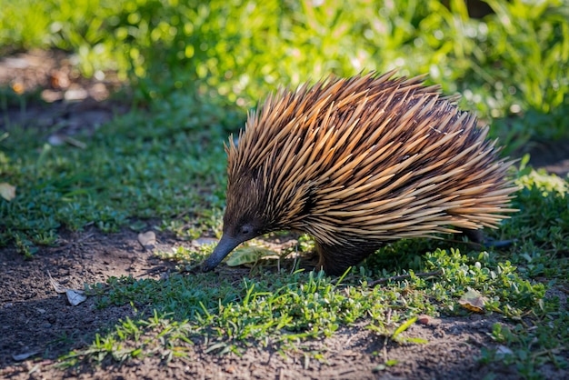 Echidna die op gras loopt