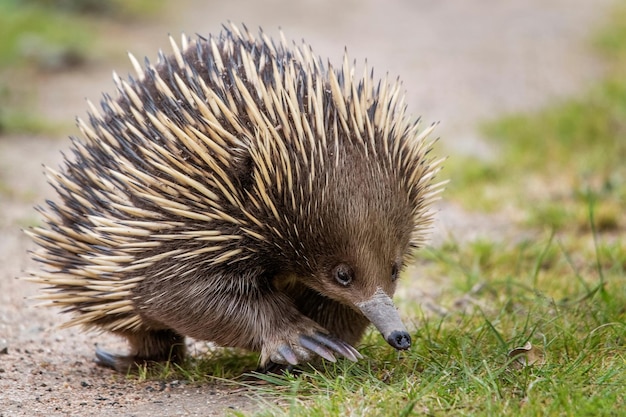 Photo echidna