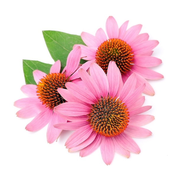 Echinacea bloemen close-up geïsoleerd op wit