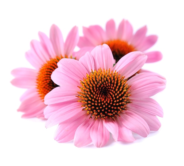 Echinacea bloemen op witte achtergrond