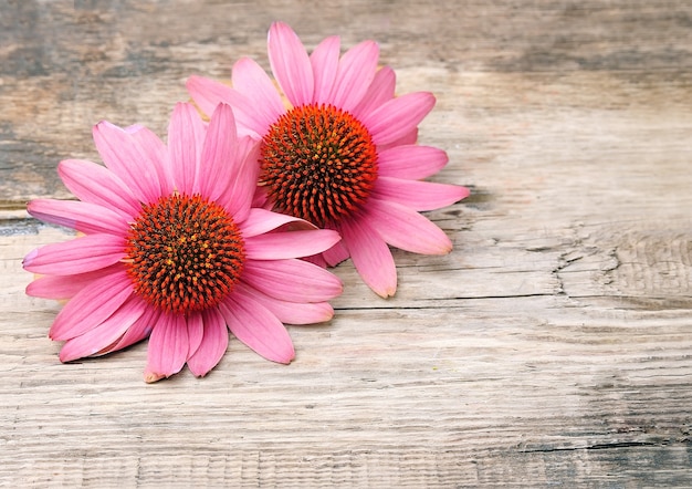 Foto echinacea bloemen