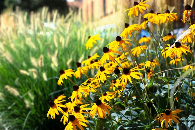 Echinacea bloom. Yellow flowers. Flowerbed.