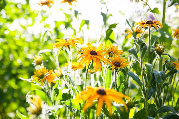 Echinacea buitenshuis. Groene zonnehoed planten in de tuin.