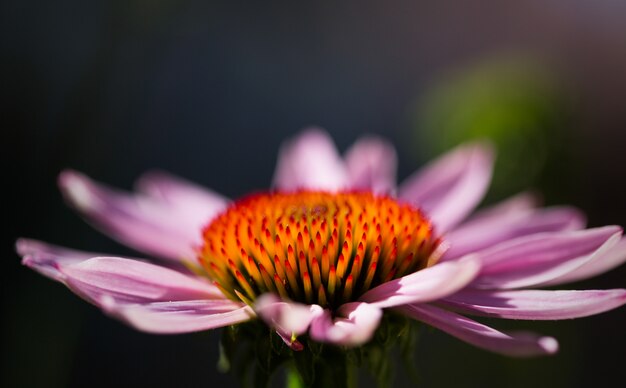 エキナセアの花