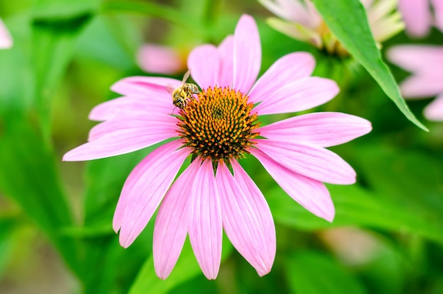 Echinacea flower