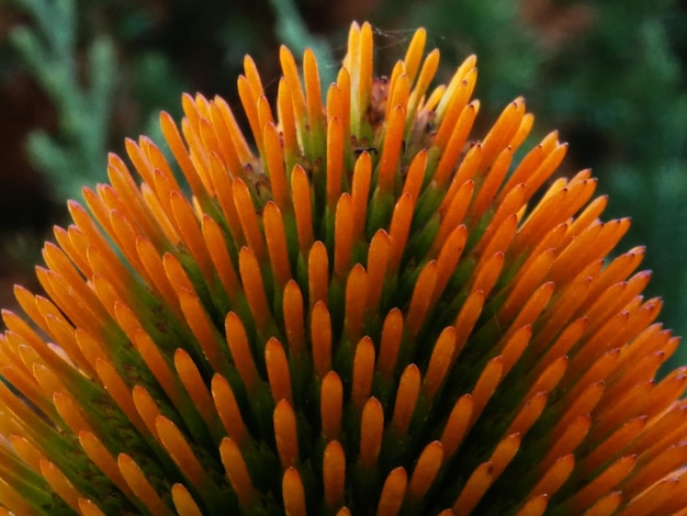 echinacea flower