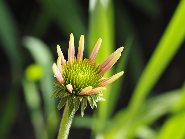 エキナセアの花