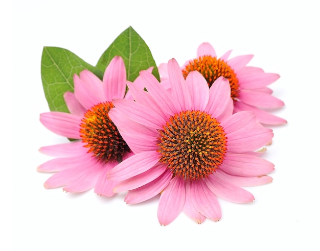 Echinacea flowers close up isolated. Medicinal plant.