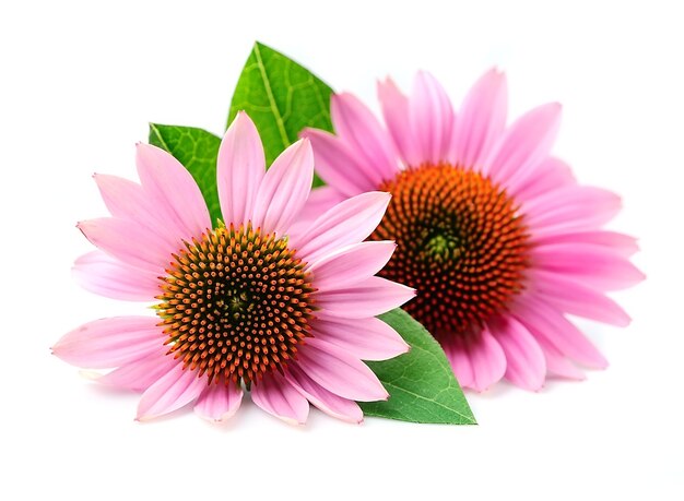 Echinacea flowers close up isolated. Medicinal plant.