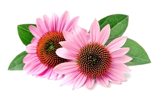 Echinacea flowers close up isolated on white