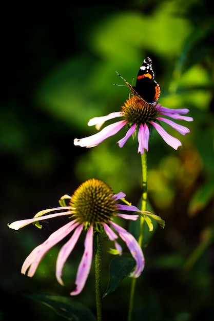 Fiori dell'echinacea nel giardino