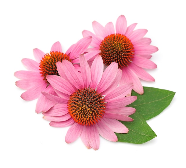 Photo echinacea flowers