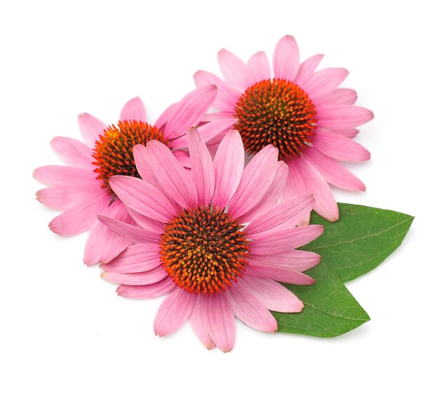 Echinacea flowers