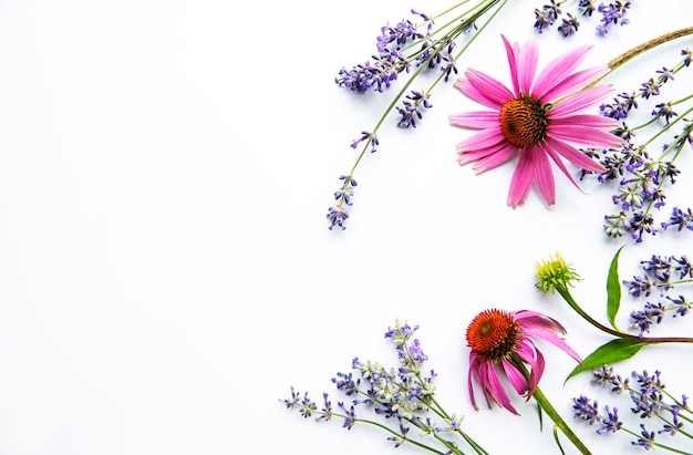 Echinacea and lavender flowers flat lay.