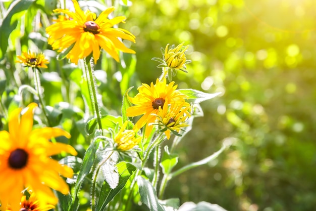 Echinacea outdoors. Green coneflower plants in the garden.