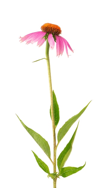 Echinacea purpurea bloemen geïsoleerd op een witte achtergrond geneeskrachtige kruiden plant