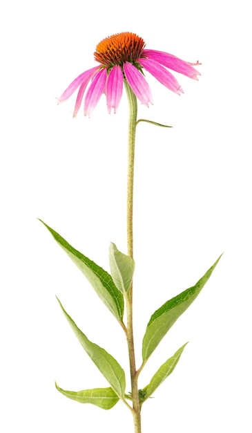 Echinacea purpurea bloemen geïsoleerd op een witte achtergrond. Medicinale kruidenplant.