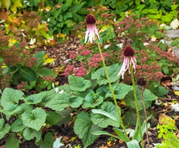 Echinacea purpurea A classic North American prairie plant with showy large flowers