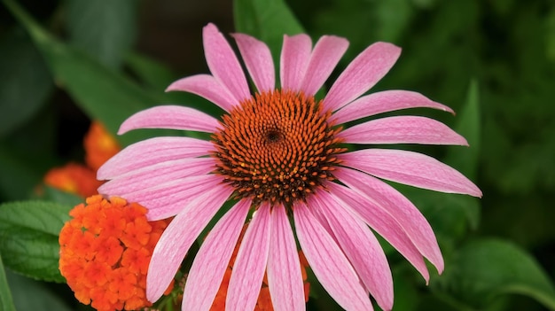 Echinacea purpurea or coneflower pink flower in the garden design