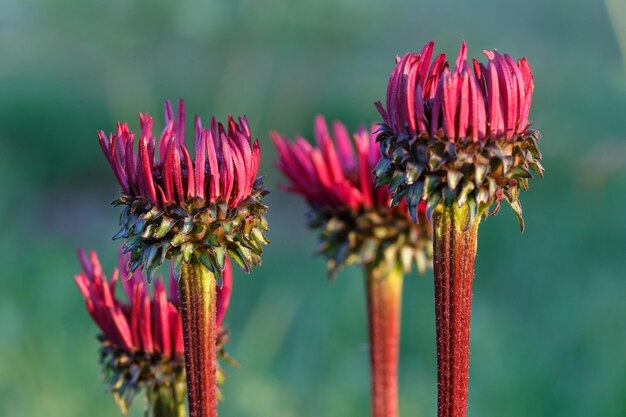 Echinacea purpurea 'Fatal Attraction' groeit in een bloemenborder