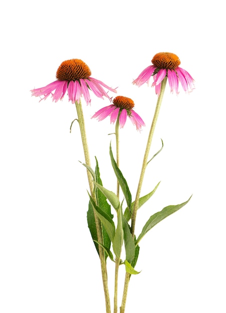 Echinacea purpurea flowers isolated on white background. Medicinal herbal plant.