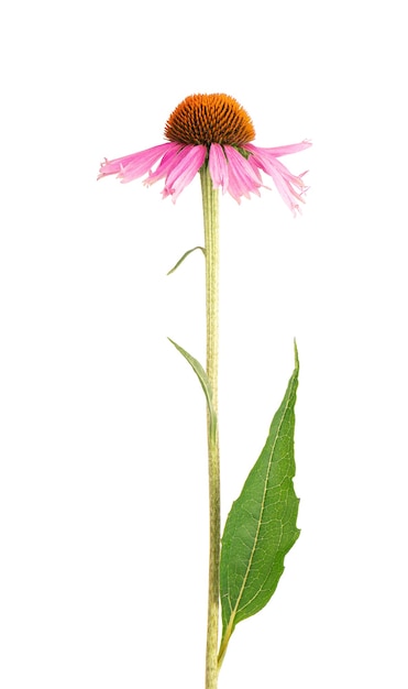 Echinacea purpurea 꽃 흰색 배경에 고립 약초 식물