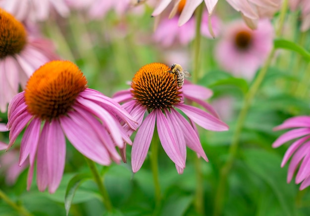 Echinacea purpurea purple coneflower with a bee on it