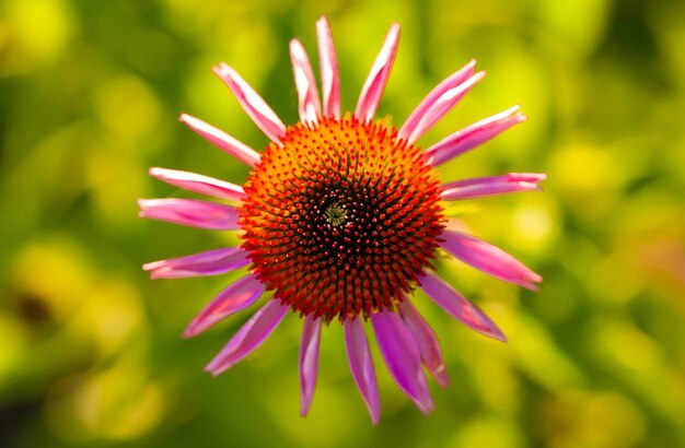 Echinacea purpurea