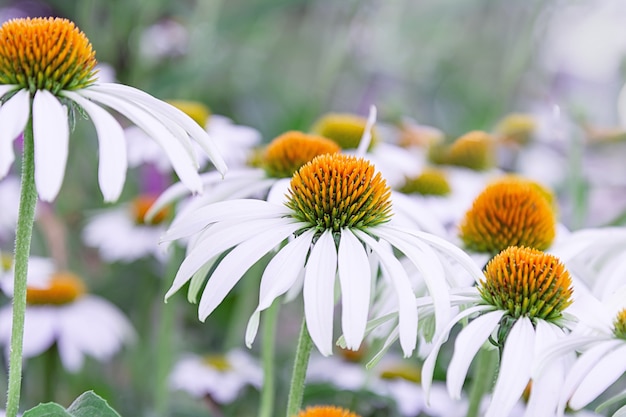 Echinaceabloemen van witte kleur met een oranje middenclose-up. Het concept van de vakantie, planten, tuin, landschapsontwerp