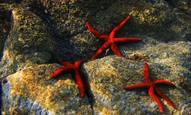 Foto echinaster sepositus stella di mare rossa immagine sottomarina nel mare mediterraneo