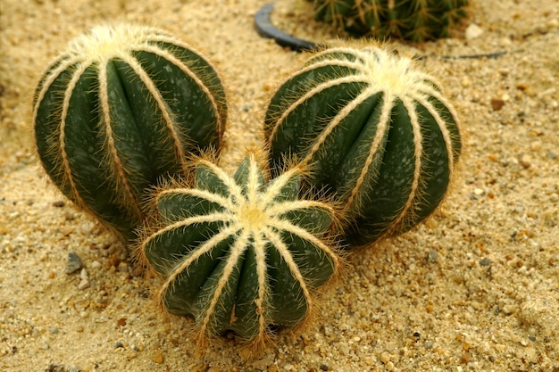 Echinocactus cactus in the garden